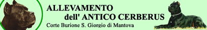 Allevamento dell'Antico Cerberus